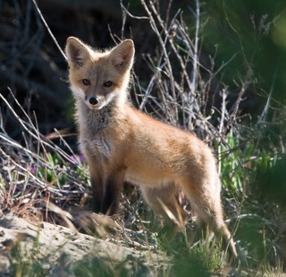 SU_FOX.jpg